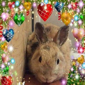 Meet your Posher, Cecilia